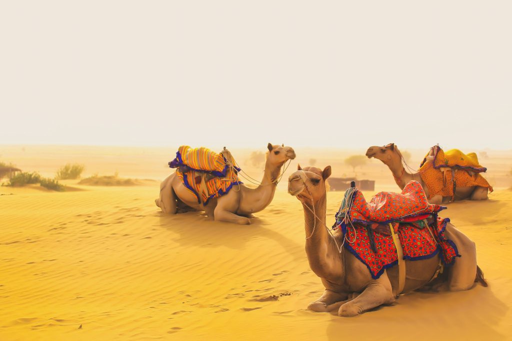 Safari in cammello tra le dune del deserto di Jaisalmer al tramonto, Rajasthan, India