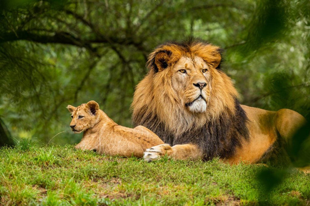 Leone asiatico nel Parco Nazionale di Gir durante un safari in India