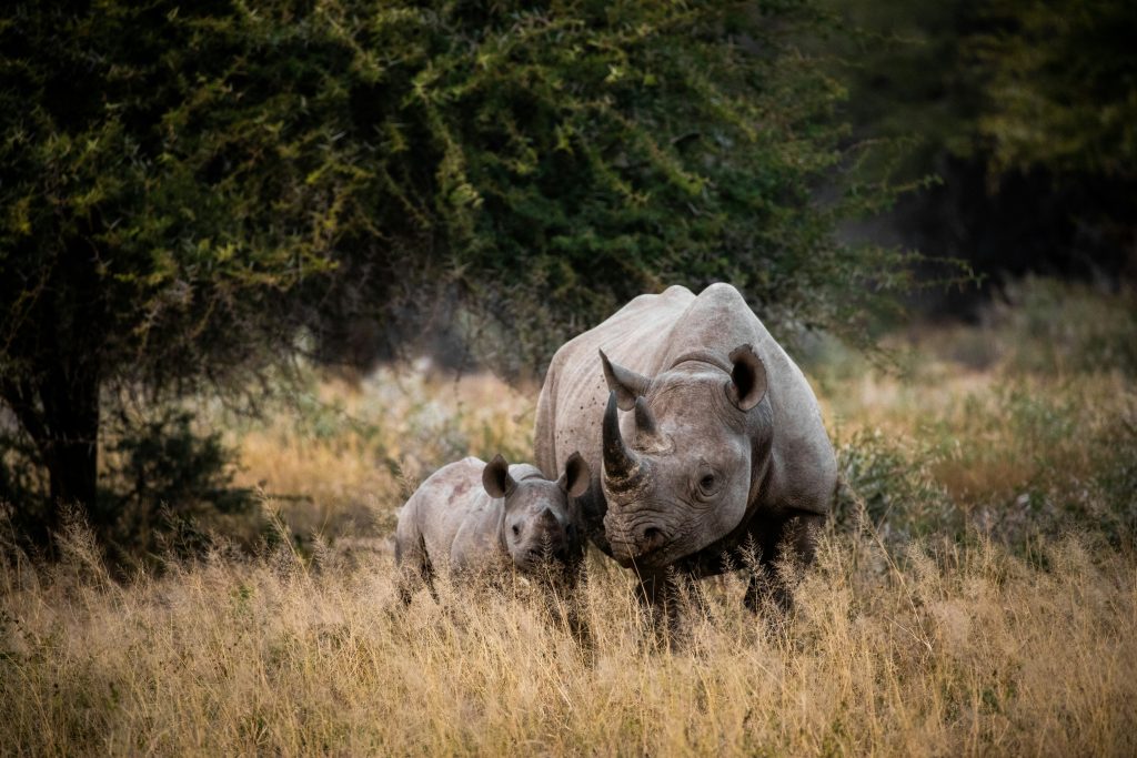 Rinoceronte indiano nel Parco Nazionale di Kaziranga durante un safari in India