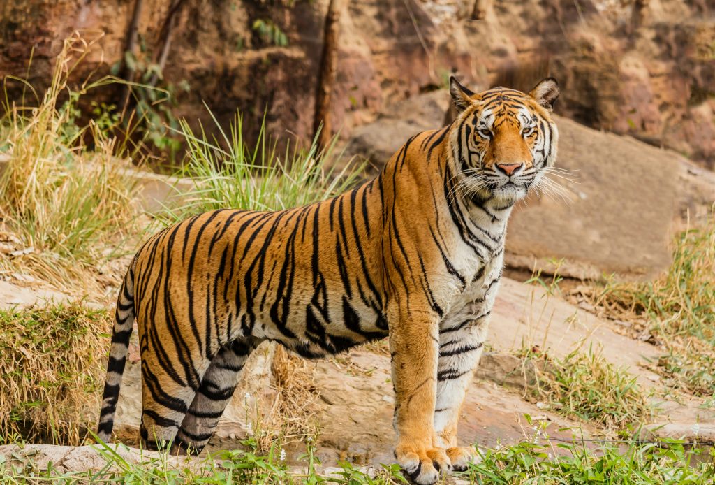 Tigre del Bengala nel Parco Nazionale di Ranthambore durante un safari in India